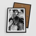 Plakat w ramie 50x70 - Liście w Czarno-Białej Fotografii - liście, roślina - rama czarna