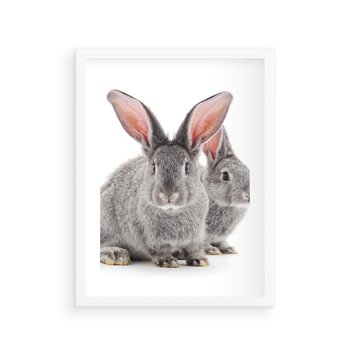 Plakat w ramie 50x70 - Uroczy królik wśród natury - królik, zając - rama biała
