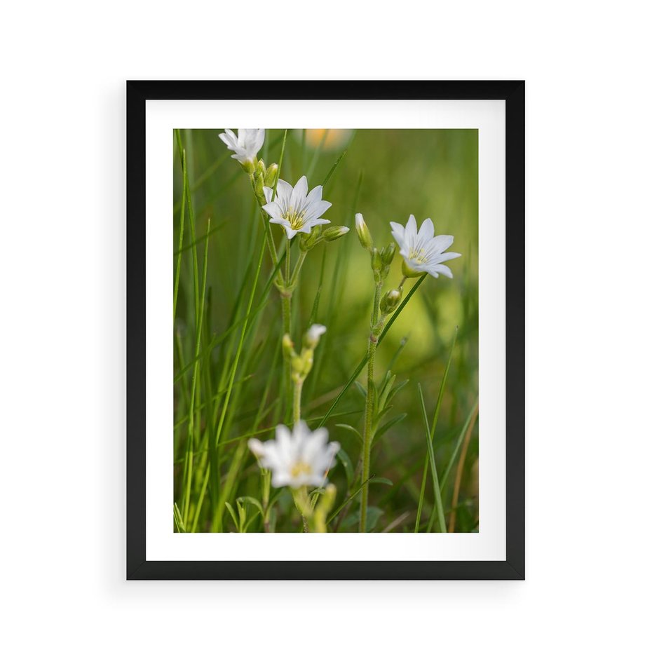 Plakat w ramie 40x50 - Kolorowa łąka - stokrotki, łąka - rama czarna
