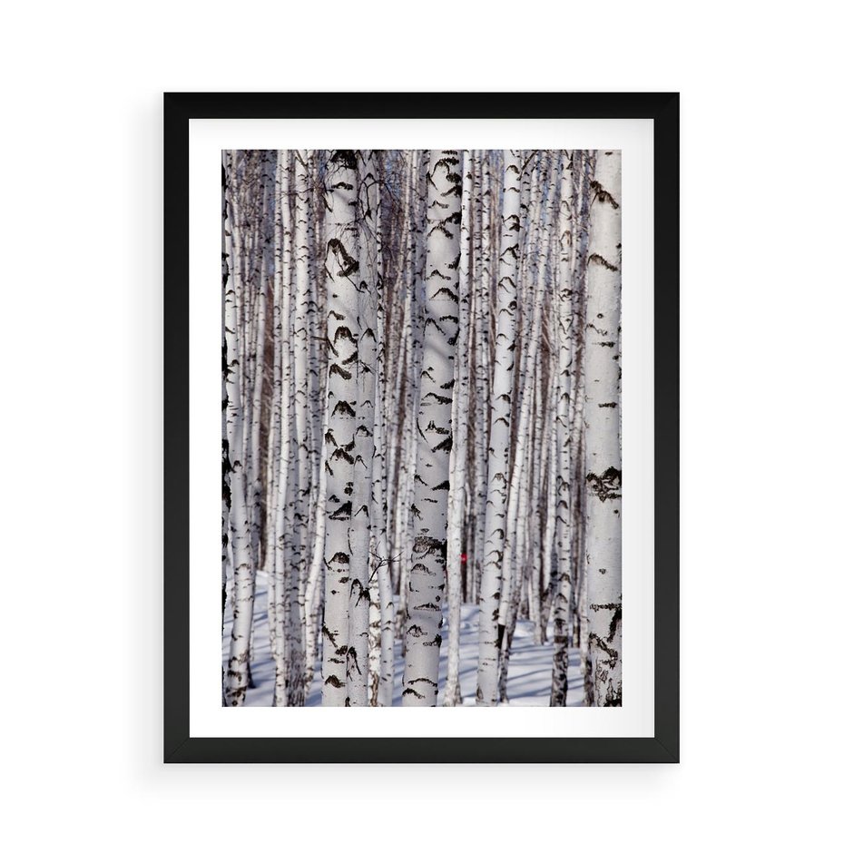 Plakat w ramie 50x70 - Lśniące Brzozy - brzozy, las - rama czarna