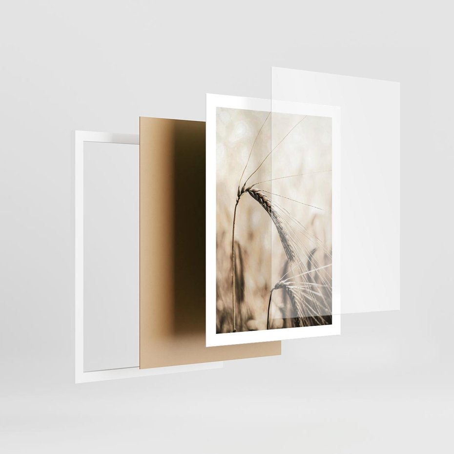 Plakat w ramie 50x70 - Źdźbło Pszenicy: Blisko Natury - źdźbło pszenicy, pszenica - rama biała