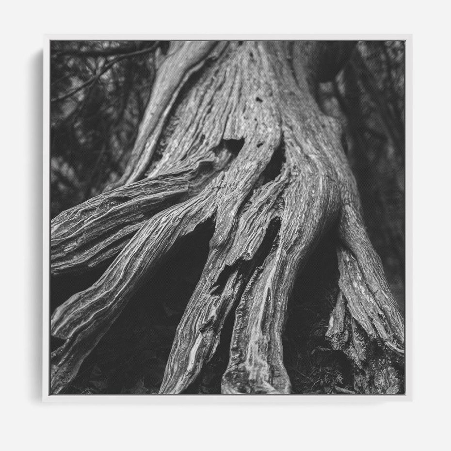 Obraz w ramie 50x50 - Siła Natury - czarno biała fotografia, korzenie wielkiego drzewa - rama biała