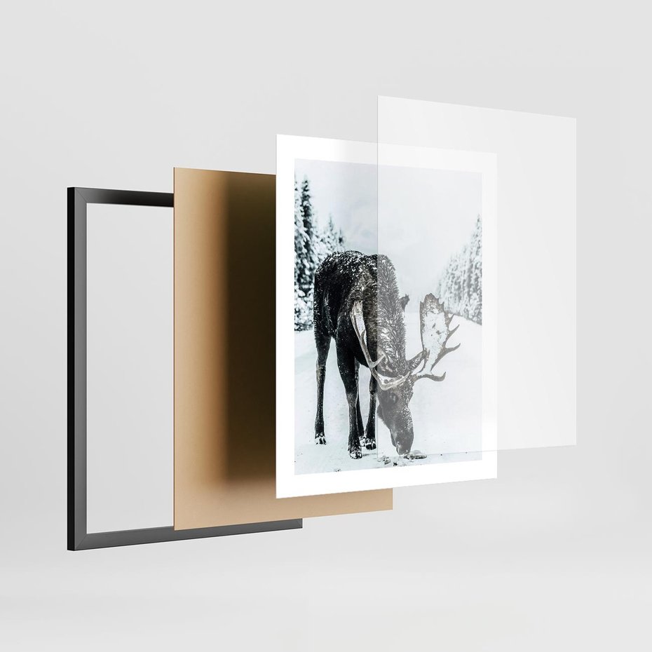 Plakat w ramie 40x50 - Zimowy Portret Łosia - łoś w zimowej scenerii - rama czarna