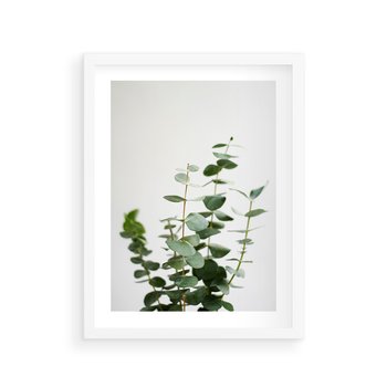 Plakat w ramie 30x40 - Żywa eukaliptusowa zieleń - eukaliptus, zielone - rama biała