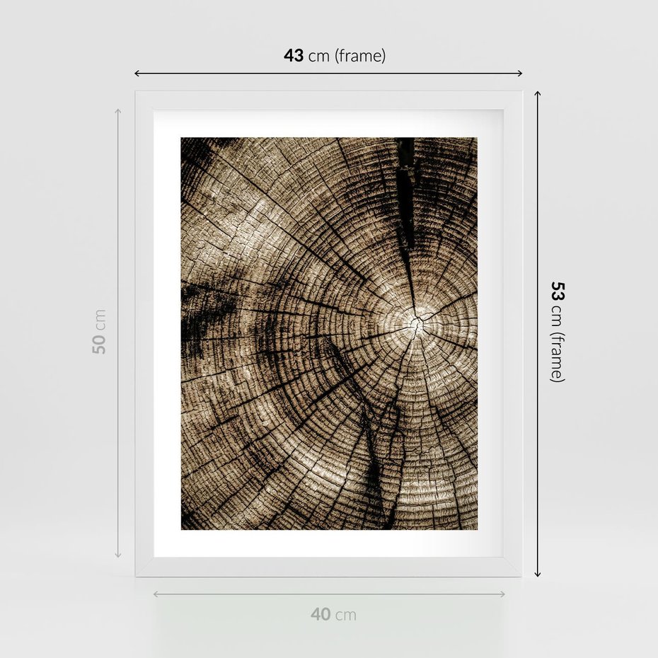 Plakat w ramie 40x50 - Natura Pod Lupą - pień drzewa, przekrój - rama biała