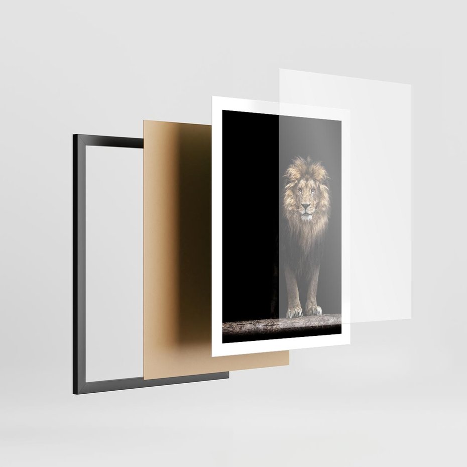 Plakat w ramie 50x70 - Lew: dzikie piękno natury - lew, dzikie - rama czarna