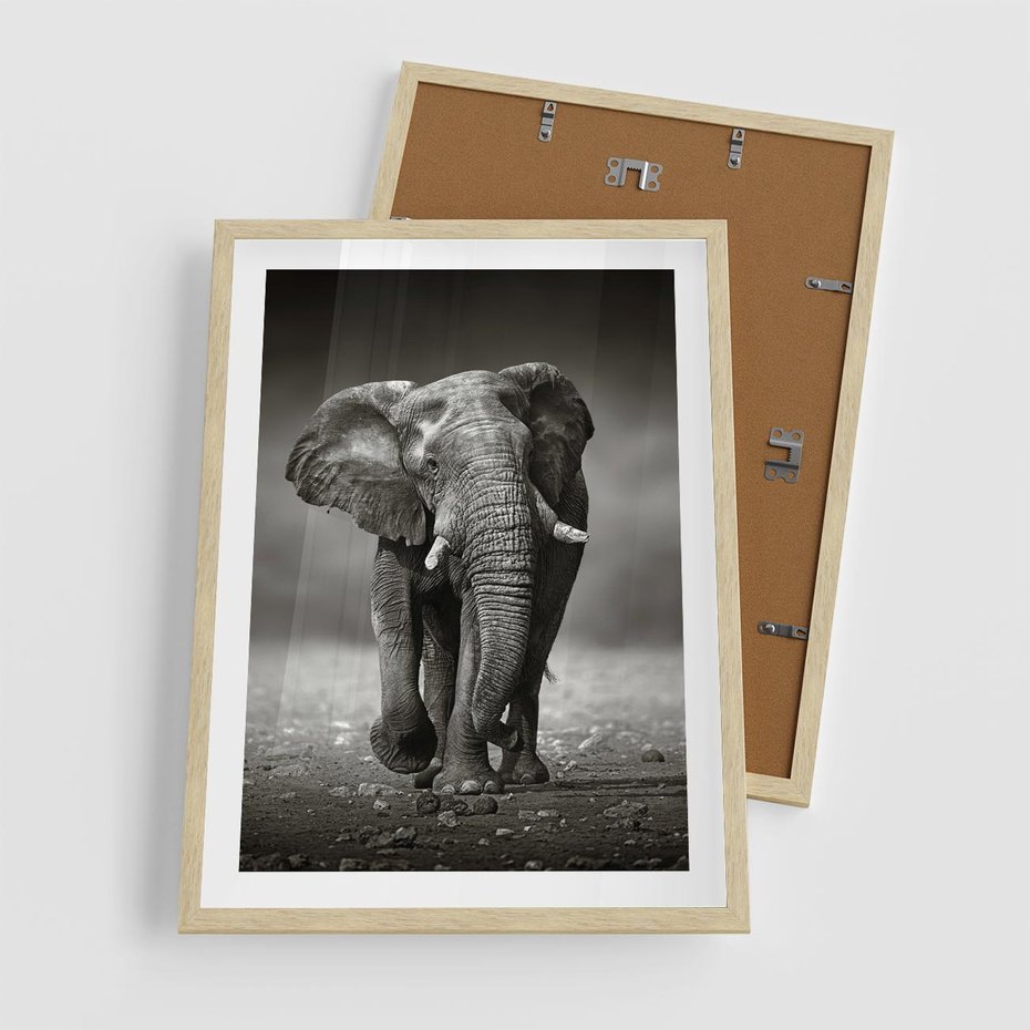 Plakat w ramie 50x70 - Majestatyczny słoń Afryki - słoń, Afryka - rama drewno