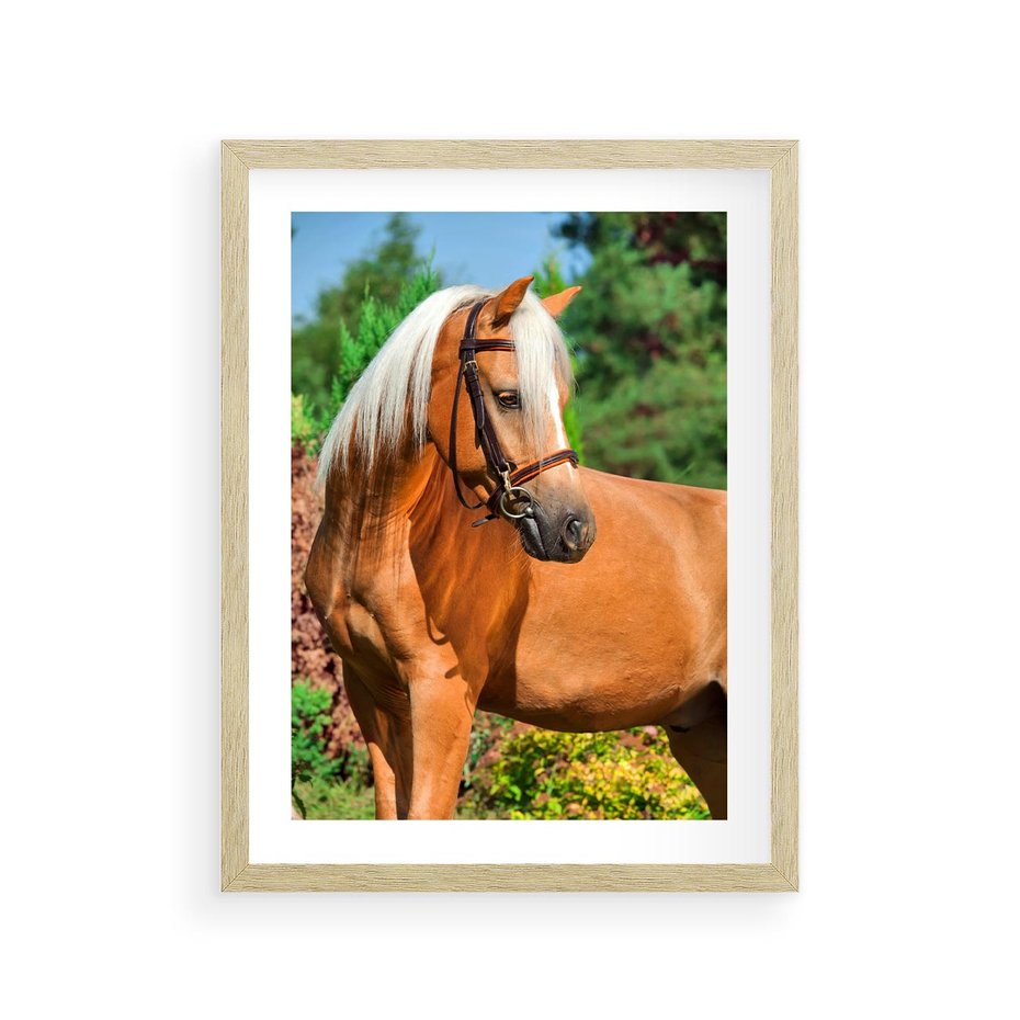 Plakat w ramie 30x40 - Elegancki wierzchowiec - koń, portret - rama drewno