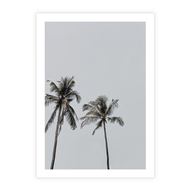 Plakat bez ramy 21x30 - Tropikalny Raj: Palmy i Niebo - palmy, niebo