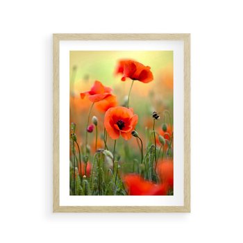 Plakat w ramie 40x50 - Makowa Pasja - maki, kwiaty - rama drewno