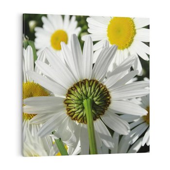 Obraz na płótnie 30x30 - Stokrotki w pełnym rozkwicie - stokrotki, kwiaty