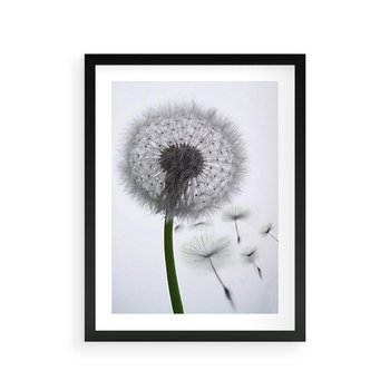 Plakat w ramie 50x70 - Lekkość Przemijania - dmuchawiec, makro - rama czarna