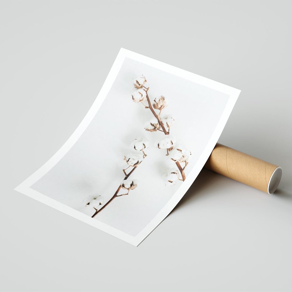 Plakat bez ramy 21x30 - Gałęzie Bawełny na Białym Tle - gałęzie bawełny na białym tle, minimalizm