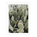 Plakat bez ramy 30x40 - Kaktusowa Harmonia - kaktusy, fotografia