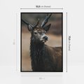 Obraz w ramie 50x70 - Spokojny jeleń - jeleń, las - rama czarna