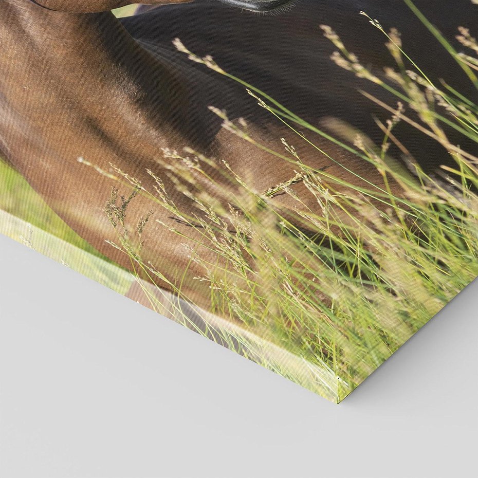 Obraz na płótnie 50x70 - Siła i piękno natury - koń, łąka