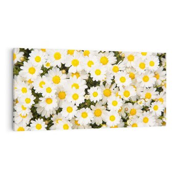Obraz na płótnie 100x50 - Delikatność Kwiatowej Przyrody - stokrotki, kwiaty
