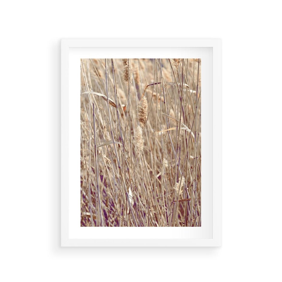 Plakat w ramie 30x40 - Suche Trawy w Wyjątkowym Stylu - suche trawy, boho styl - rama biała