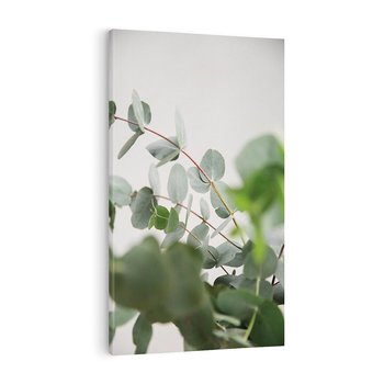 Obraz na płótnie 80x120 - Liście eukaliptusa w naturze - eukaliptus, liście