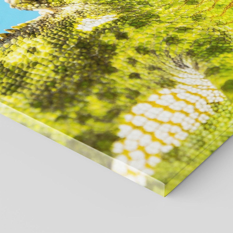 Obraz na płótnie 120x80 - Kameleon w swoim świecie - kameleon, jaszczurka