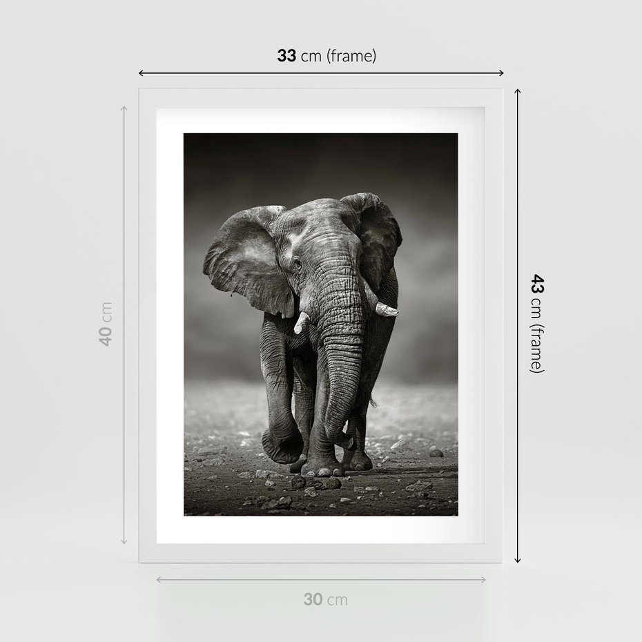 Plakat w ramie 30x40 - Majestatyczny słoń Afryki - słoń, Afryka - rama biała