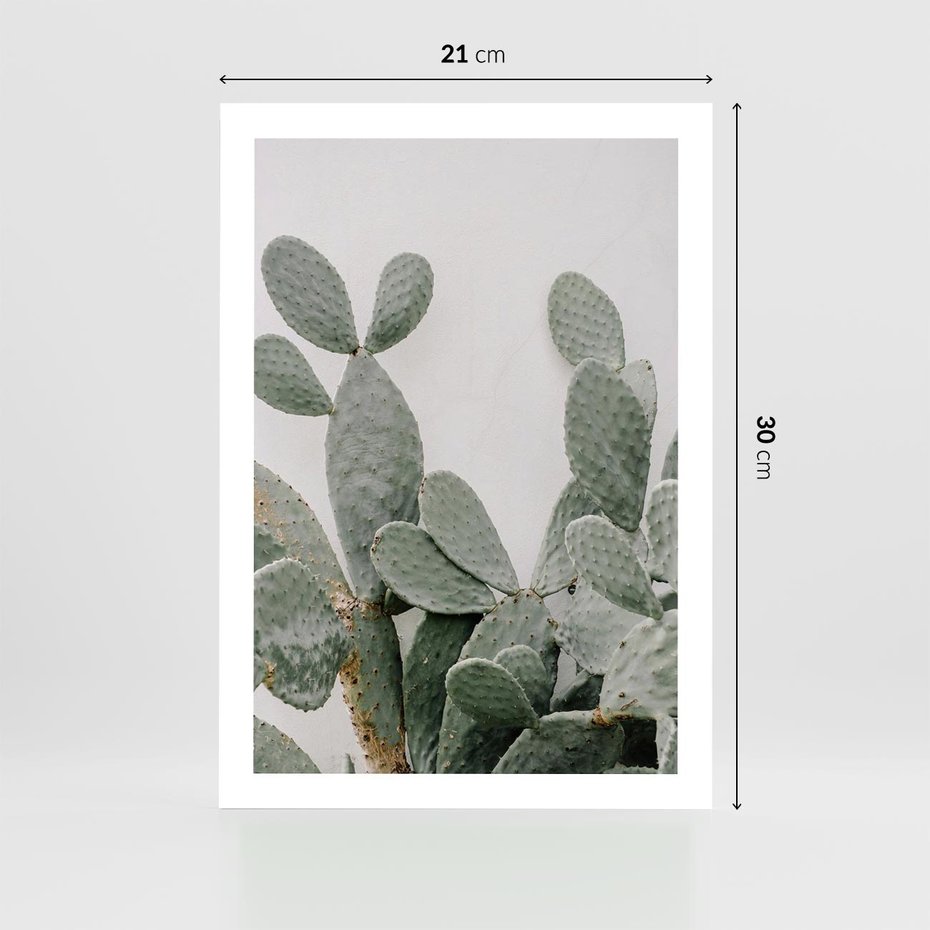 Plakat bez ramy 21x30 - Imponujący Kaktus - duży kaktus, opuncja