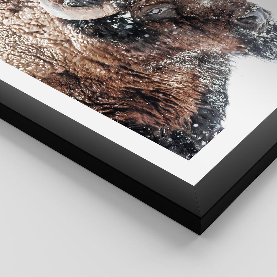 Plakat w ramie 50x70 - Obraz Dzikiej Przyrody w Śnieżnym Otoczeniu - żubr, śnieg - rama czarna