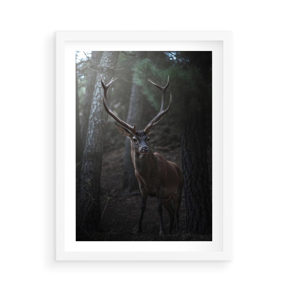Plakat w ramie 50x70 - Jeleń wśród lasu - jeleń, las - rama biała
