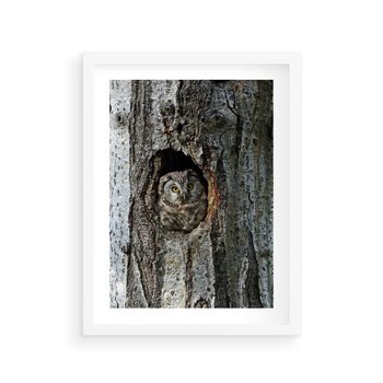 Plakat w ramie 40x50 - Tajemniczy W świecie Nocy - sowa, dziupla - rama biała