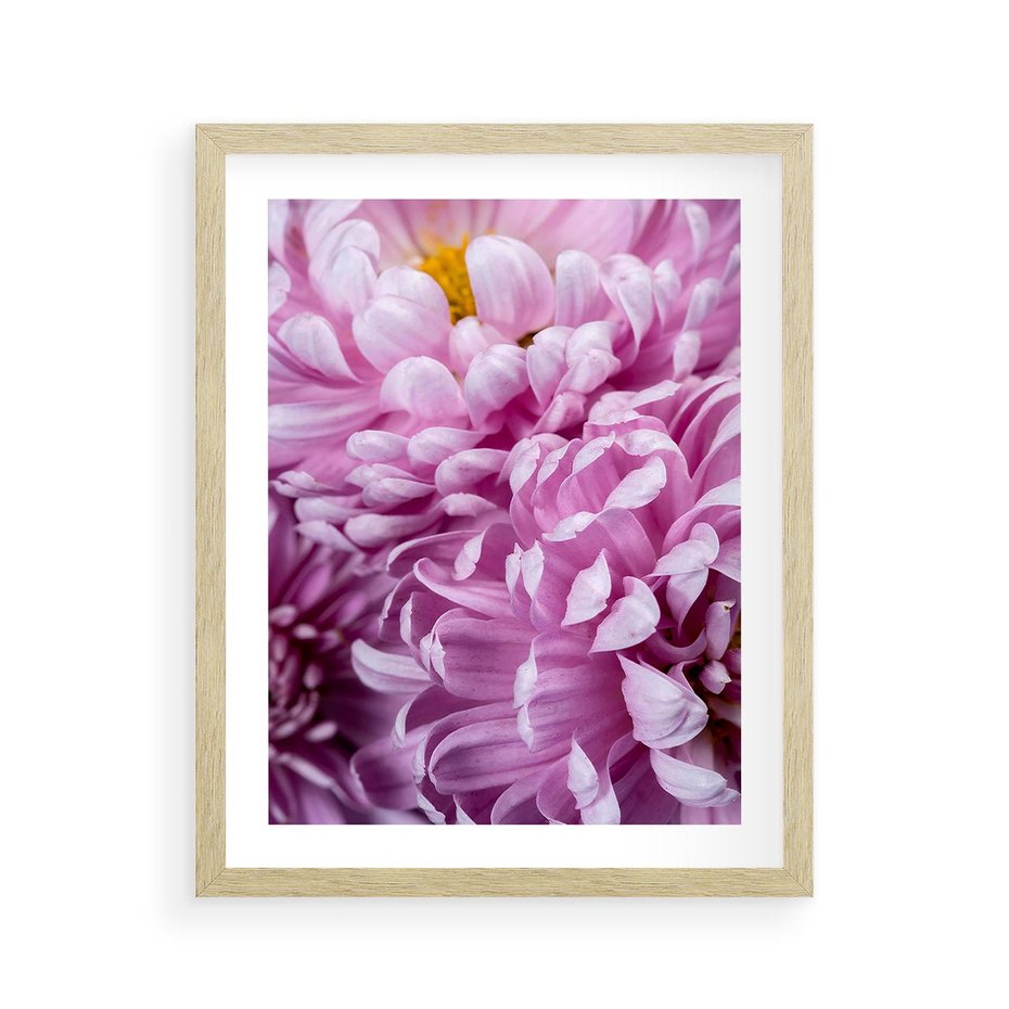 Plakat w ramie 40x50 - Fioletowy zawrót głowy - kwiat, różowy kwiat - rama drewno