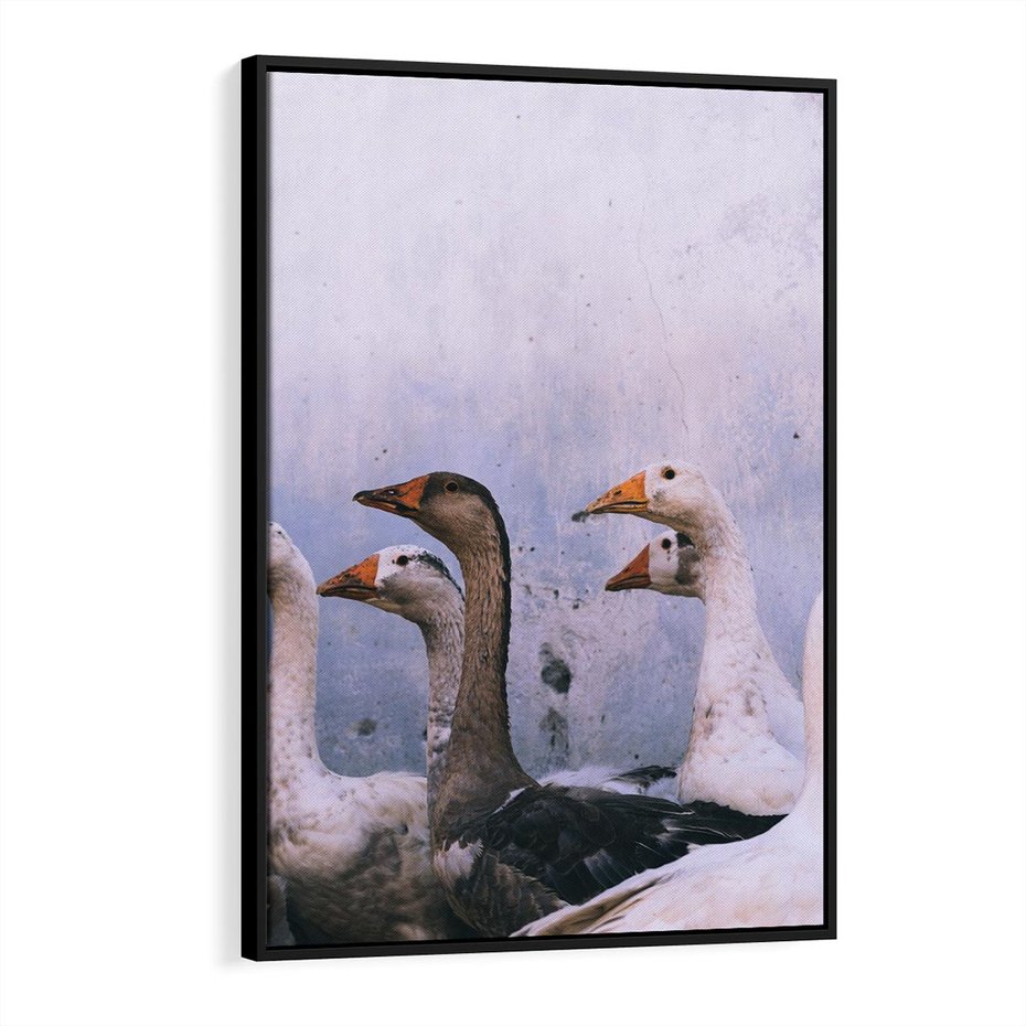 Obraz w ramie 70x100 - Spotkanie Wśród Piór - uchwycony moment, fotografia - rama czarna