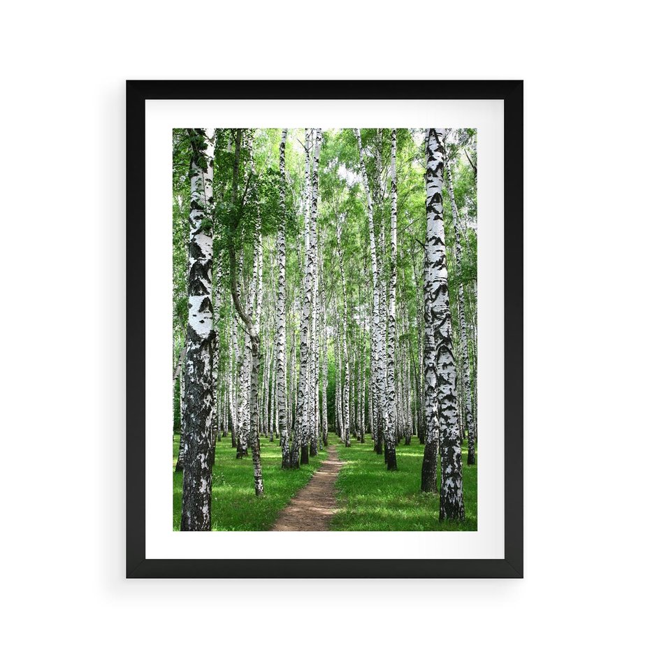 Plakat w ramie 40x50 - Magia lasu pełnego brzóz - las, brzozy - rama czarna