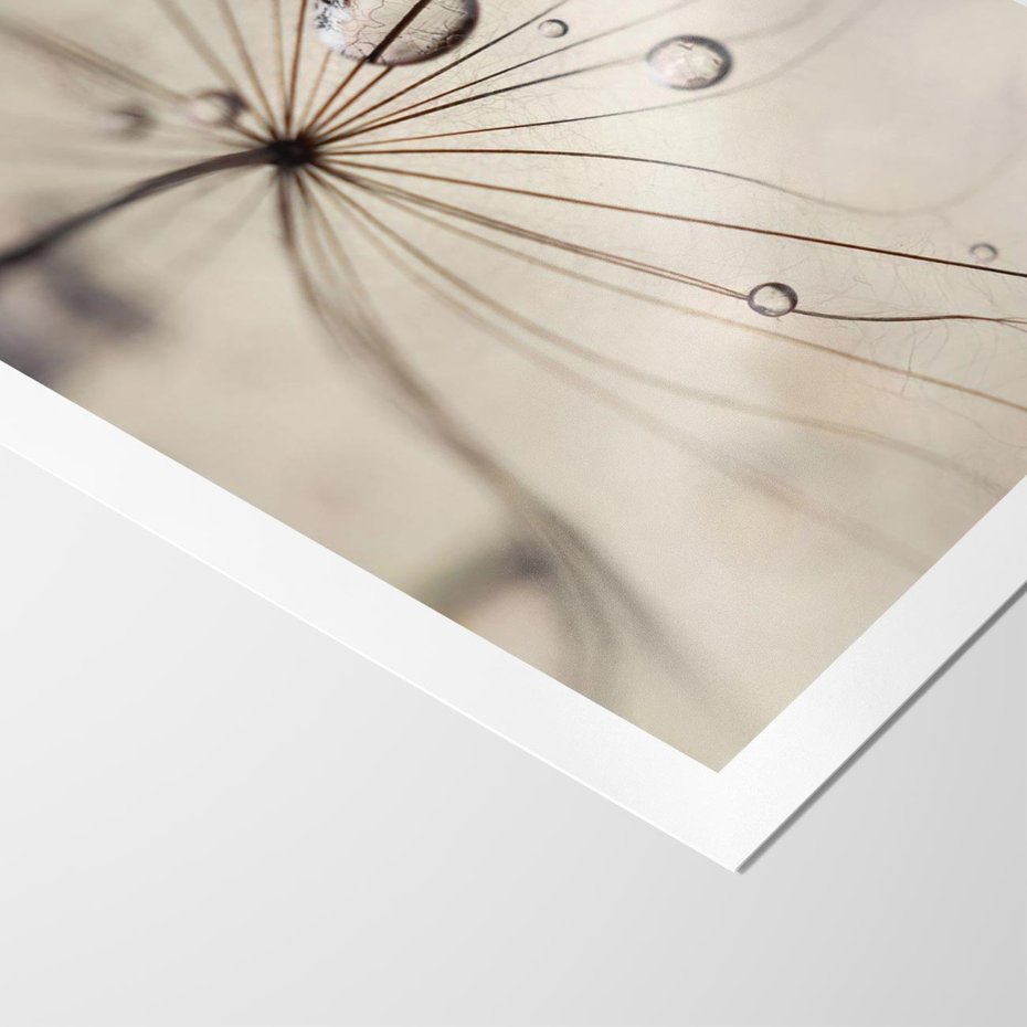 Plakat bez ramy 30x40 - Makro Uroda: Kropla na Dmuchawcu - zbliżenie makro, kropla wody na ziarenku dmuchawca