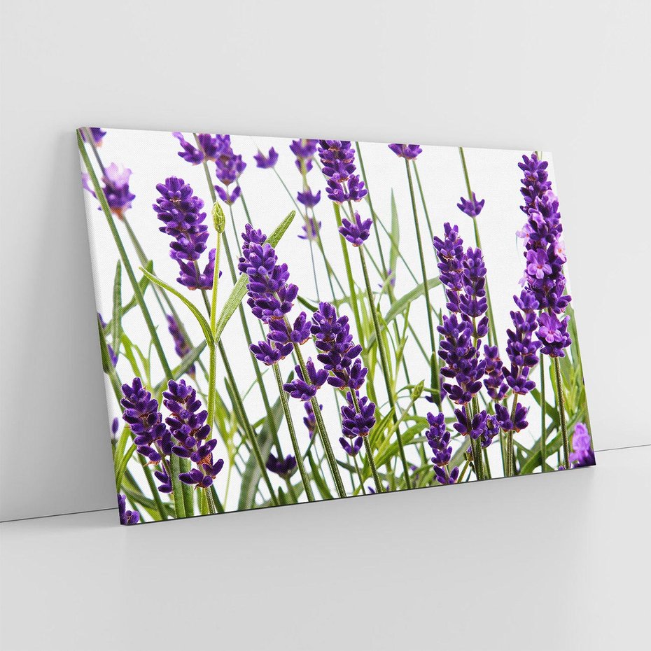Obraz na płótnie 120x80 - Fioletowa harmonia lawendy - lawenda, fiolet
