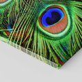Obraz na płótnie 50x70 - Pawi Ogon - Piękno i Wspaniałość - paw, pióra