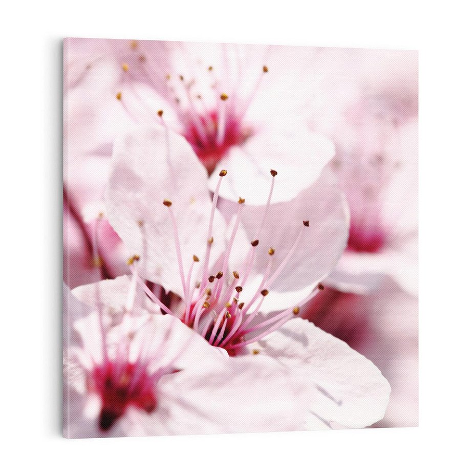 Obraz na płótnie 70x70 - Kwitnąca Wiśnia - kwiaty, kwitnąca