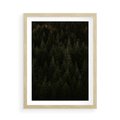 Plakat w ramie 50x70 - Ciemny las iglasty - las, iglasty - rama drewno