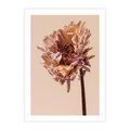 Plakat bez ramy 40x50 - Delikatne piękno - suche, kwiaty