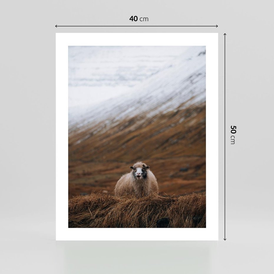 Plakat bez ramy 40x50 - Owiecka panorama - góry, owca