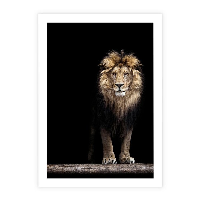 Plakat bez ramy 21x30 - Lew: dzikie piękno natury - lew, dzikie