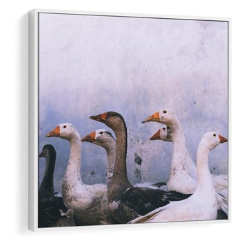 Obraz w ramie 80x80 - Spotkanie Wśród Piór - uchwycony moment, fotografia - rama biała