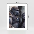 Plakat bez ramy 30x40 - Małpy w ich naturalnym środowisku - małpy, szympansy