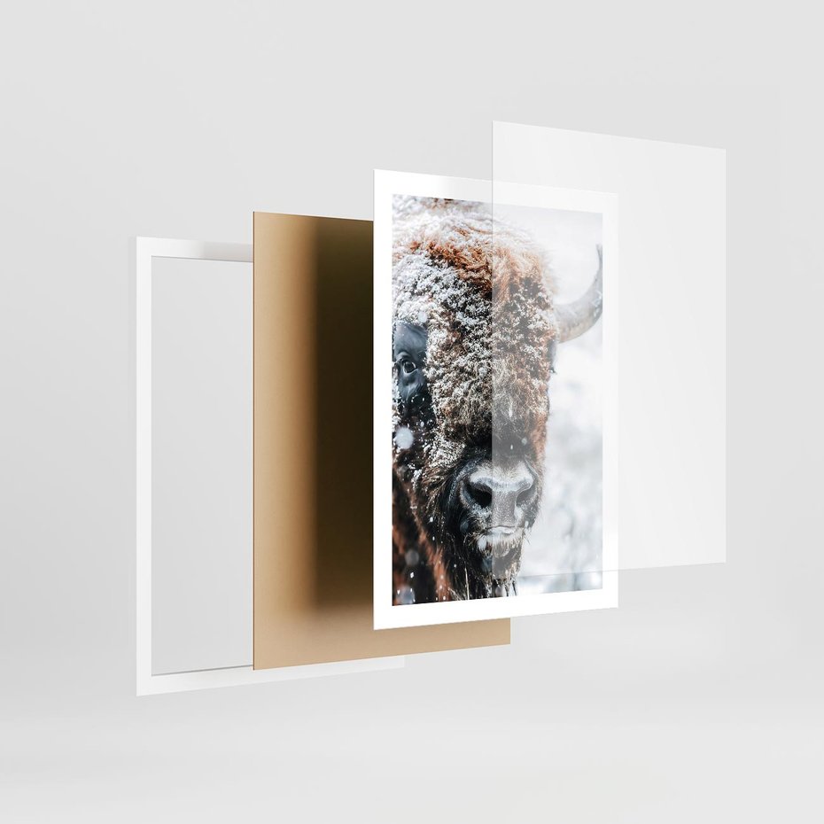 Plakat w ramie 50x70 - Żubr w Krainie Śniegu - żubr, zima - rama biała