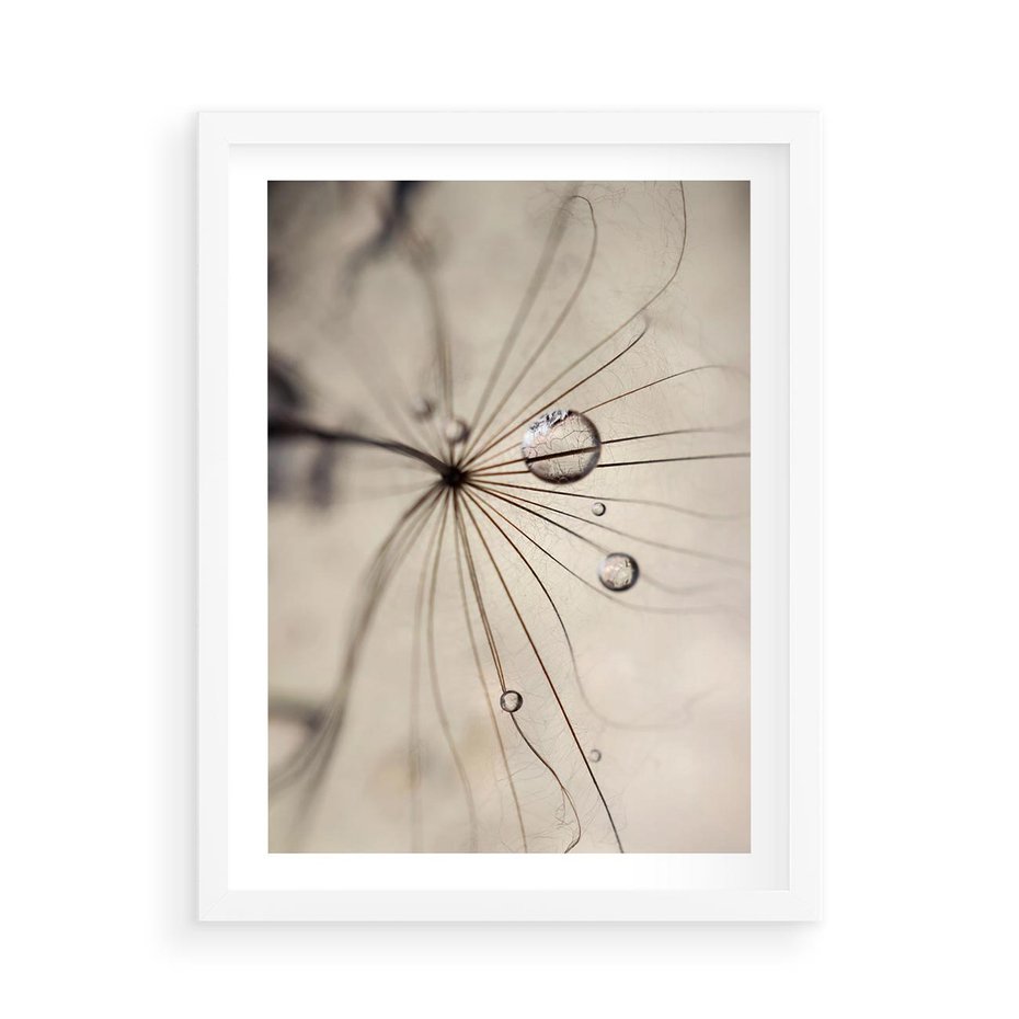 Plakat w ramie 50x70 - Makro Uroda: Kropla na Dmuchawcu - zbliżenie makro, kropla wody na ziarenku dmuchawca - rama biała
