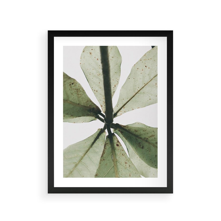 Plakat w ramie 30x40 - Jasna Zieleń w Makro - makro zdjęcie liści, jasna zieleń - rama czarna