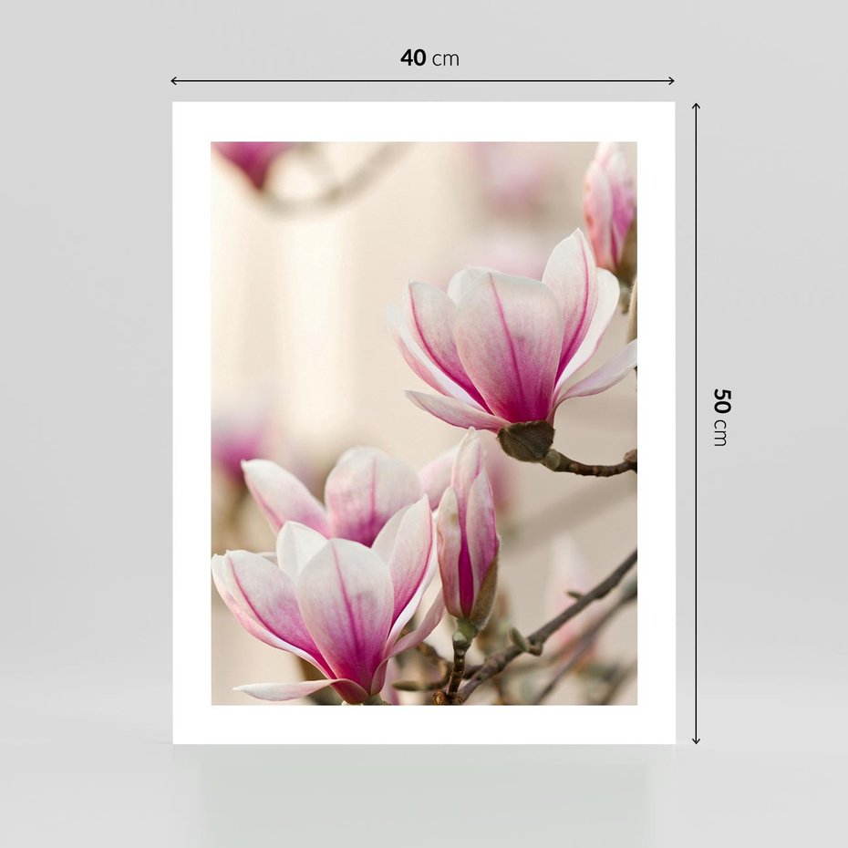 Plakat bez ramy 40x50 - Urok Magnolii - magnolie, kwiaty