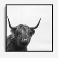 Obraz w ramie 50x50 - Moc i Spokój - amerykańskie bydło, byk - rama czarna