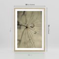 Plakat w ramie 50x70 - Delikatność dmuchawców - dmuchawce, krople - rama drewno