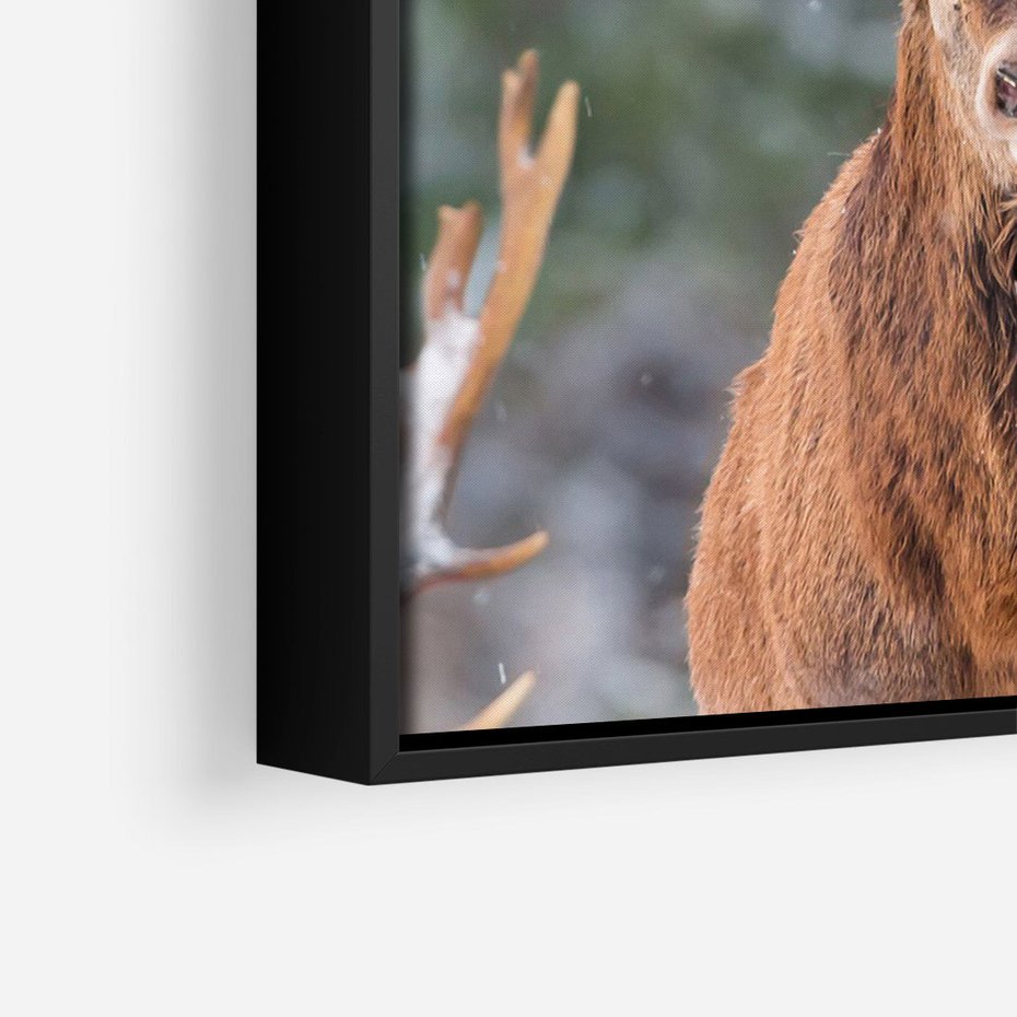 Obraz w ramie 50x70 - Monarcha Zimowej Dziczy - jeleń, zima - rama czarna