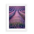 Plakat w ramie 50x70 - Pole Lawendy w Pełnej Krasie - pole lawendy, kompozycja - rama biała